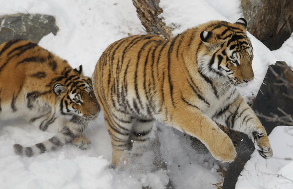 Siberian tiger on brink of extinction