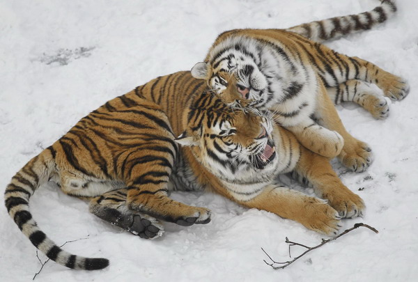 Siberian tiger on brink of extinction