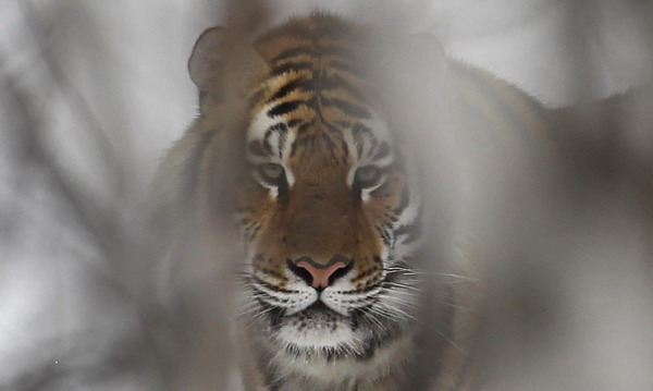 Siberian tiger on brink of extinction