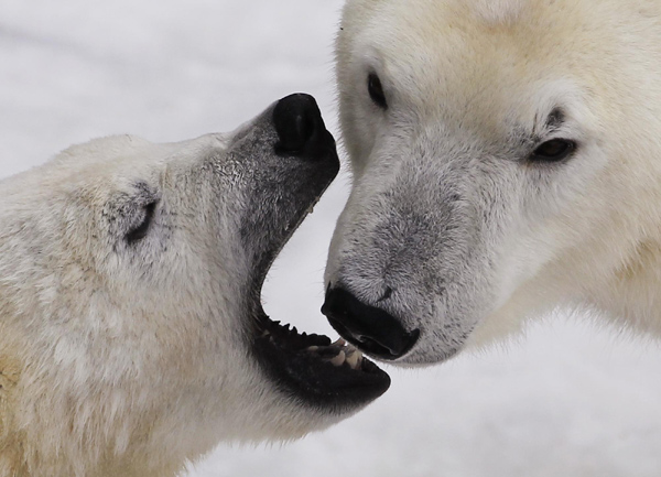 Birthday bears play in the snow