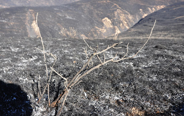 Grassland fire put out in SW China