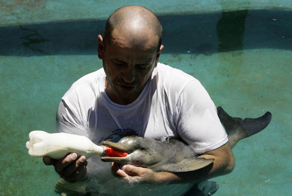 Injured baby dolphin gets a warm hug