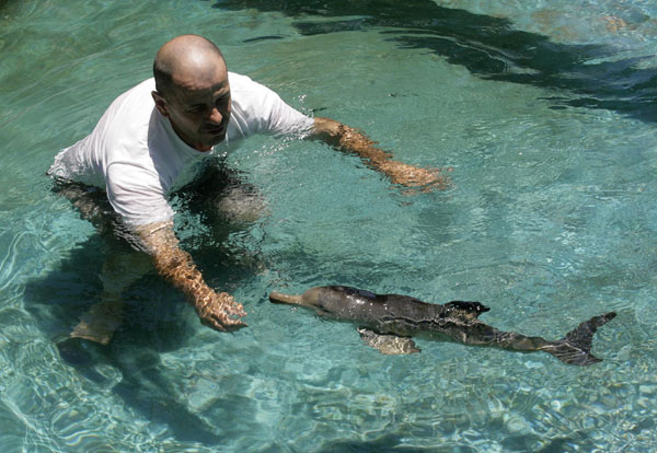 Injured baby dolphin gets a warm hug