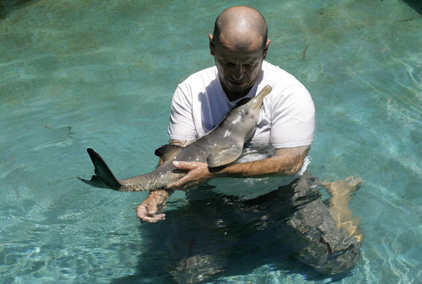 Injured baby dolphin gets a warm hug