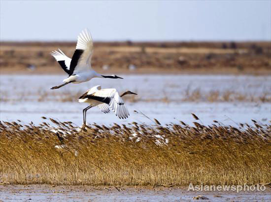 Best time to spot thousands of birds in flight