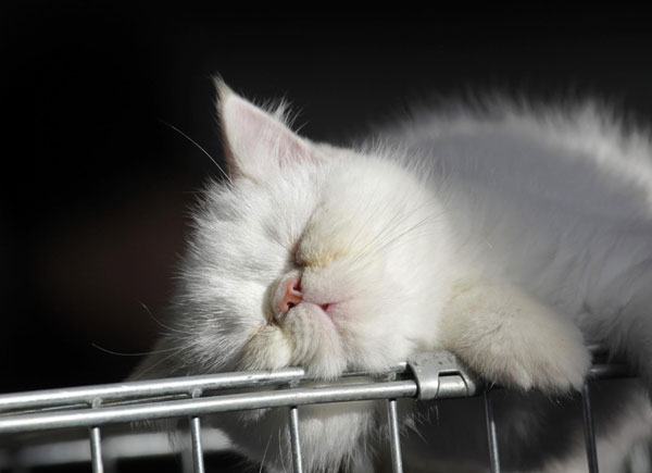 Cat exhibition in Russia