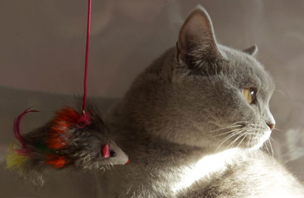 Cat exhibition in Russia