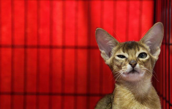 Cat exhibition in Russia