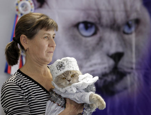 Cat exhibition in Russia