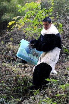 Researchers dress up to save pandas