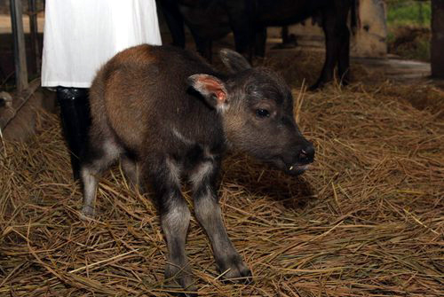 World's first genetically modified buffalo
