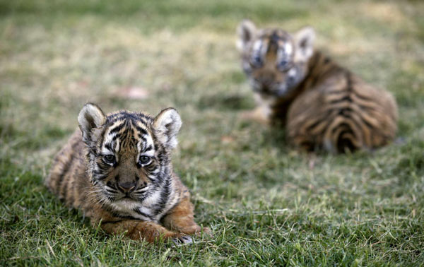 New-born Bengal tiger cubs