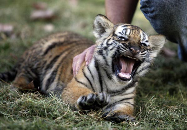 New-born Bengal tiger cubs