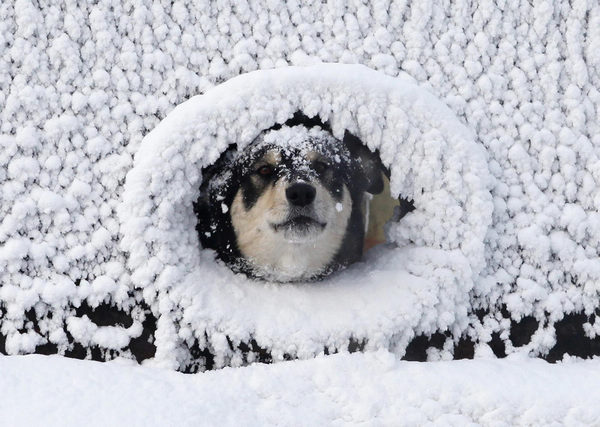 Coldness keeps dog inside