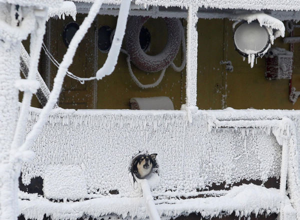 Coldness keeps dog inside