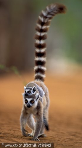 Exploring Madagascar