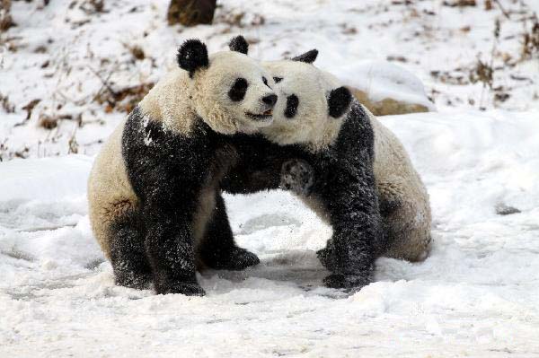 Giant pandas enjoy fun in snow