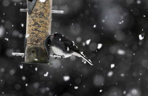 New year's first snow in NY city