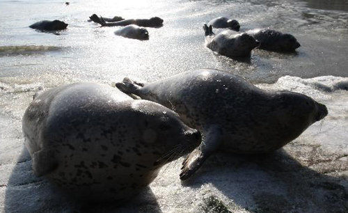 Harbor seals trapped by ice at E China bay