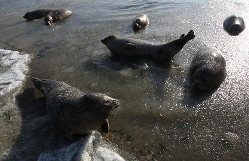 Harbor seals trapped by ice at E China bay