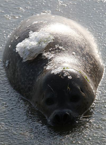 Harbor seals trapped by ice at E China bay