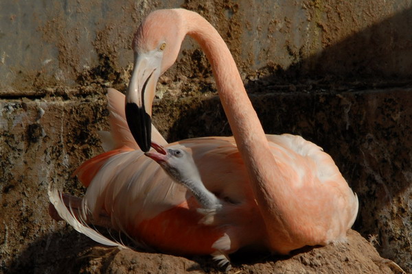 Eating like a bird