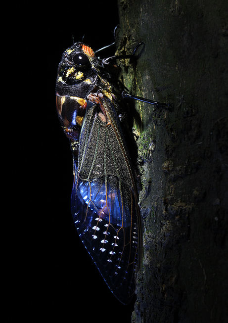 The world of cicadas - photos by Zhong Ming