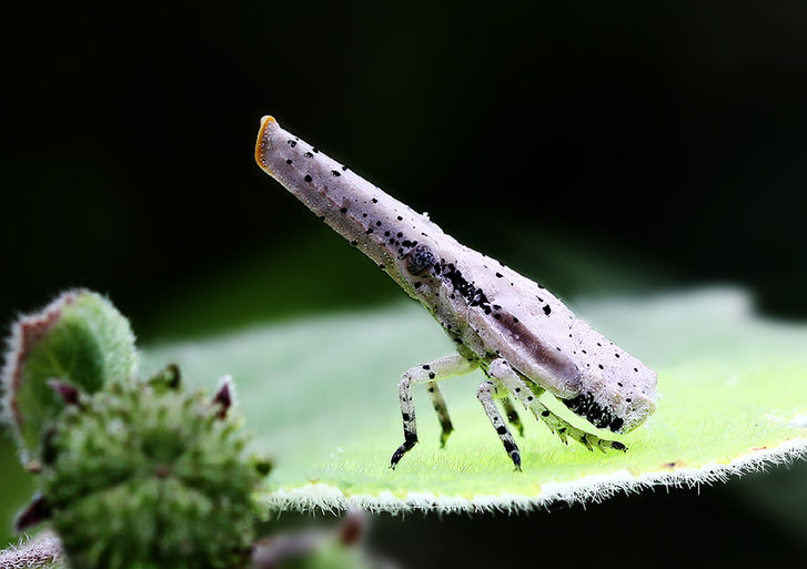 The world of cicadas - photos by Zhong Ming