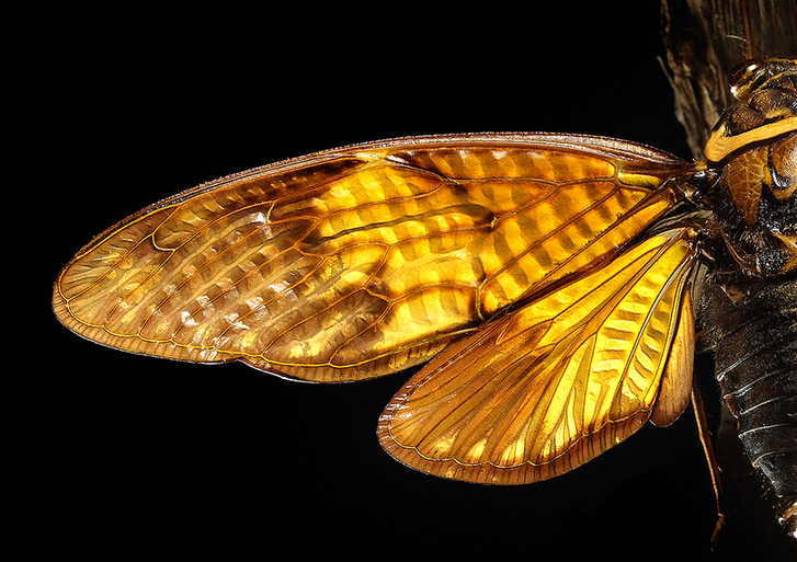 The world of cicadas - photos by Zhong Ming