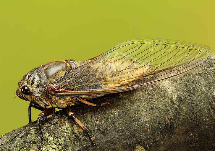 The world of cicadas - photos by Zhong Ming