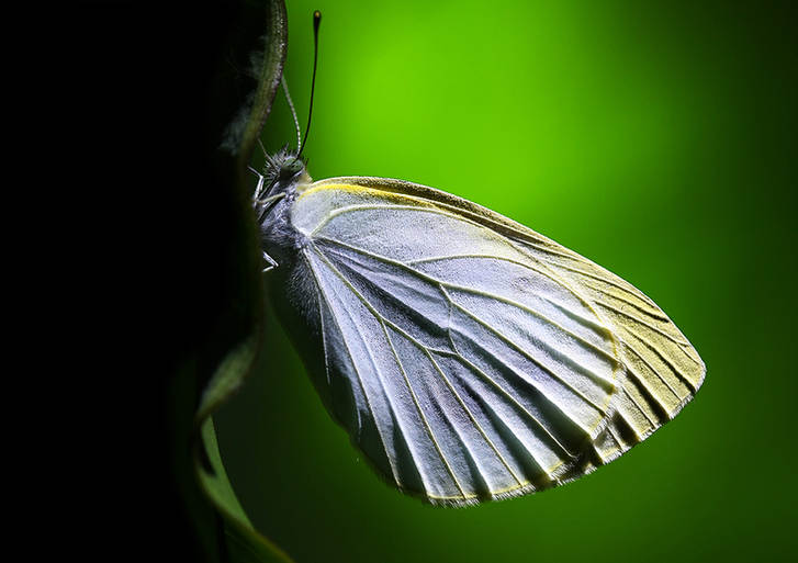 Zhong Ming's Book of Insects