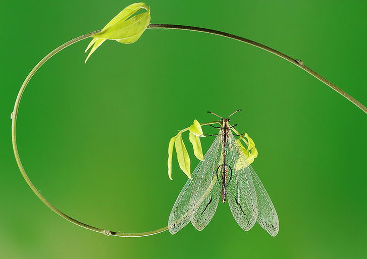 Zhong Ming's Book of Insects