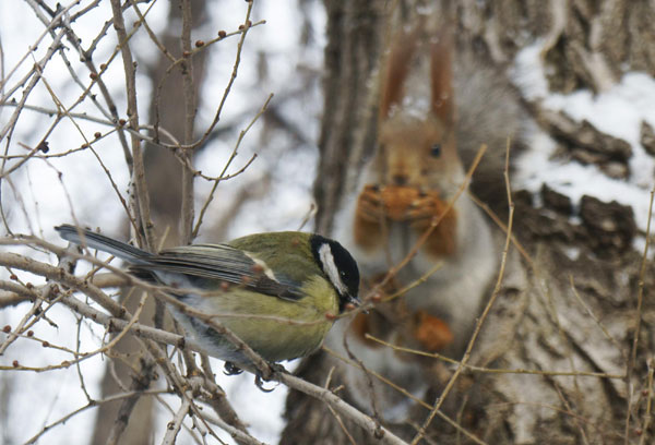 Animal friends get food after a snowfall