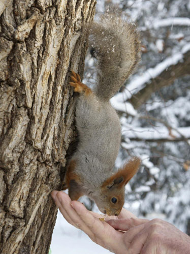 Animal friends get food after a snowfall