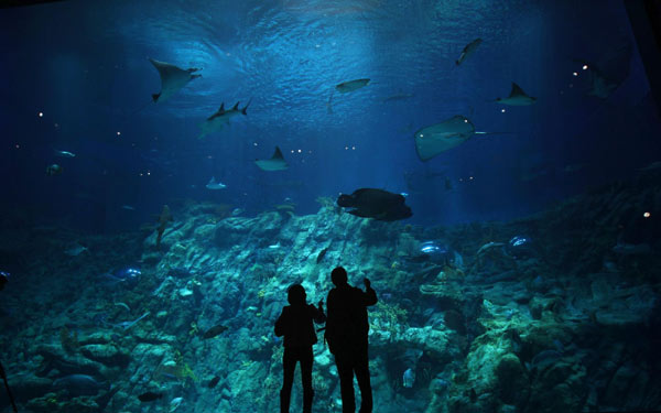 Giant Aquarium