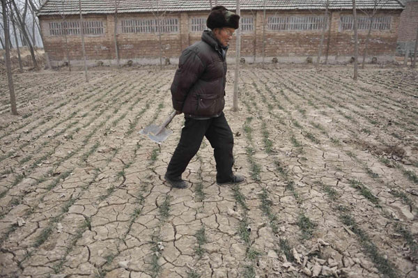 Chinese wheat may avoid drought losses