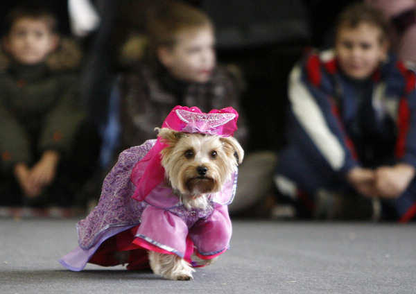 Dogs costume show