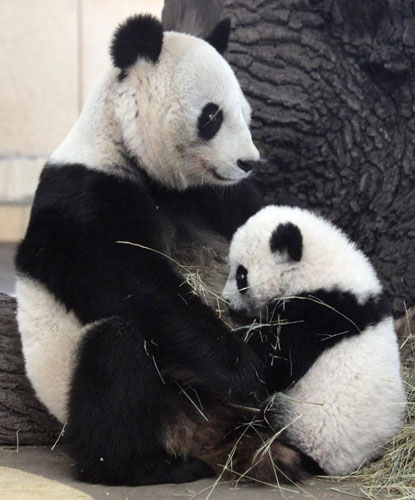 Come and meet Vienna Panda cub