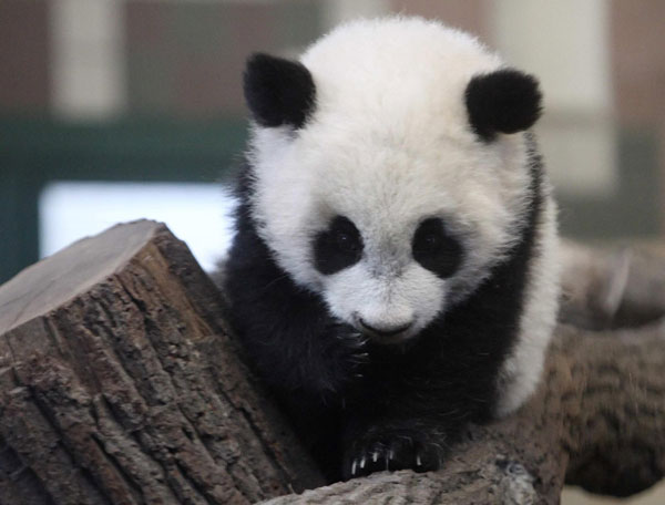Come and meet Vienna Panda cub