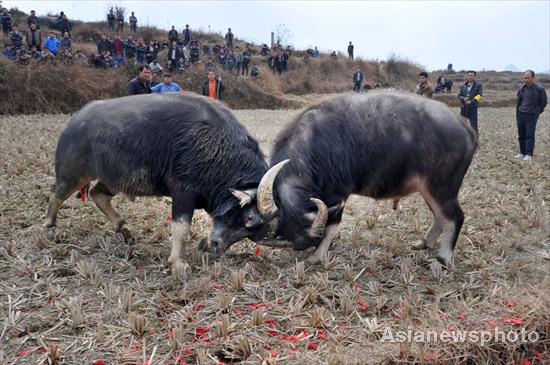 Bull fighting for Spring Festival