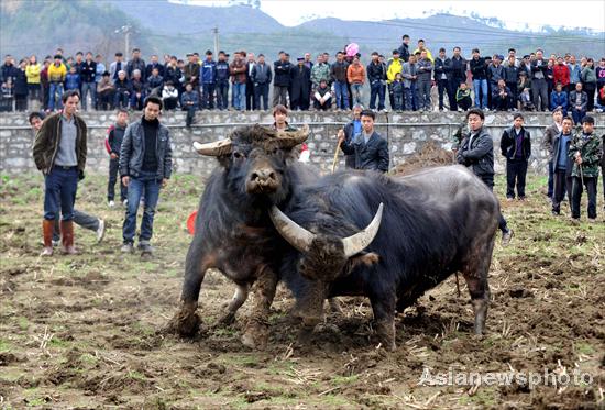 Bull fighting for Spring Festival