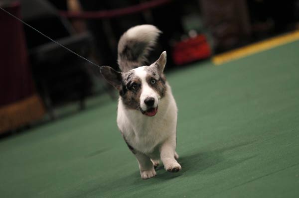 135th Westminster Kennel Club Dog Show