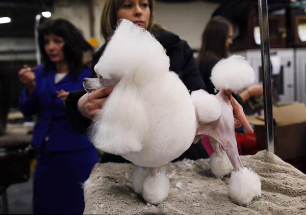 135th Westminster Kennel Club Dog Show