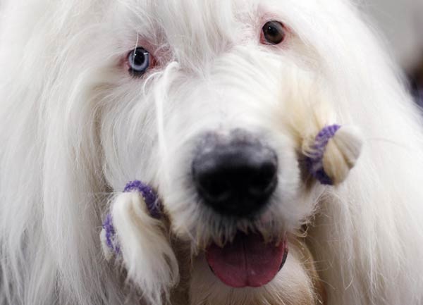 135th Westminster Kennel Club Dog Show