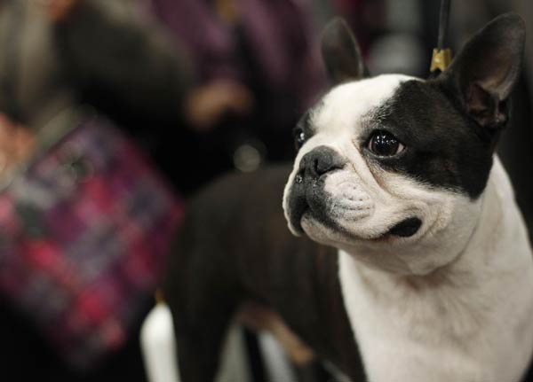 135th Westminster Kennel Club Dog Show