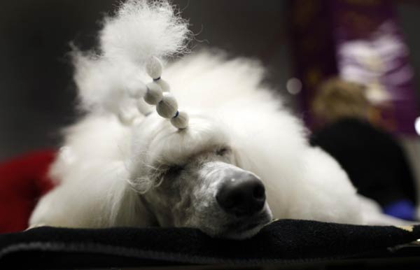 135th Westminster Kennel Club Dog Show