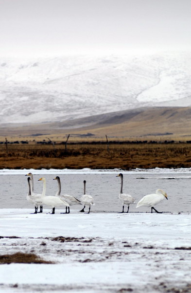 Whooping swans enjoy winter days