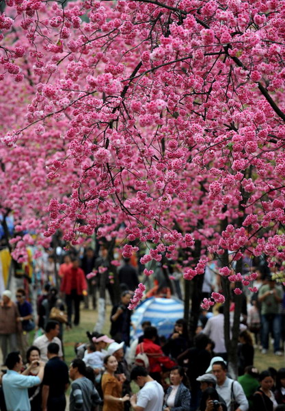 Cherry blossom marks arrival of spring