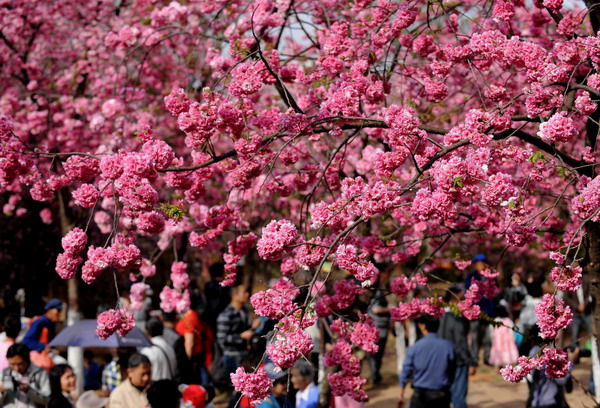 Cherry blossom marks arrival of spring