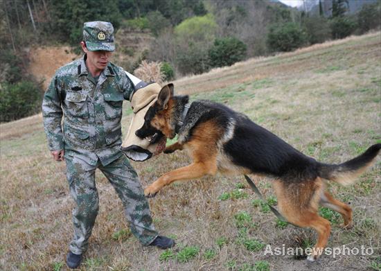 Sports day for police dogs